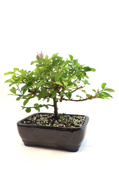 Grewia Lavender Star Bonsai Tree in 7.5" Pot - One of a Kind Bonsai