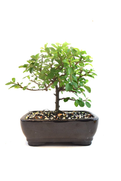 Grewia Lavender Star Bonsai Tree in 7.5" Pot - One of a Kind Bonsai