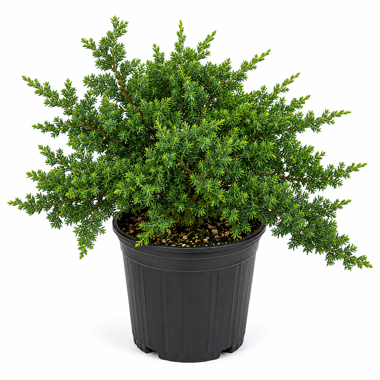 Juniper Bonsai Tree in Half Gallon Pot - Pre Bonsai