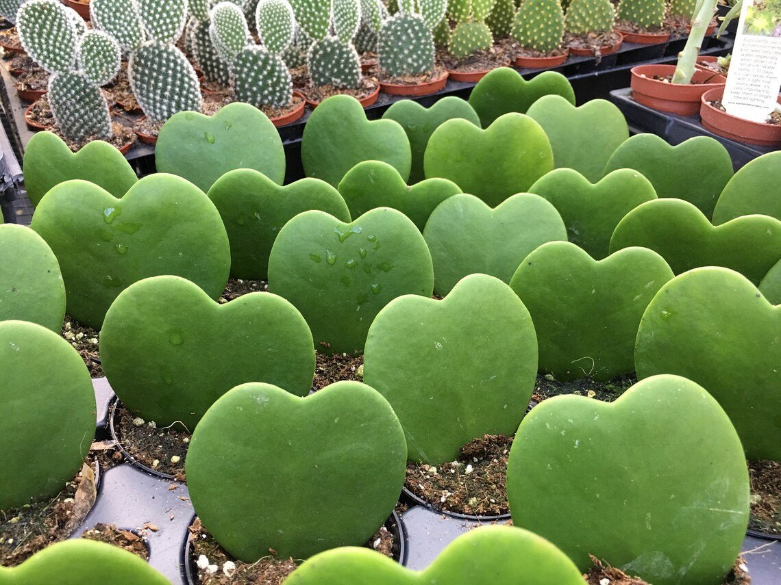 Hoya Heart Variegated Succulent