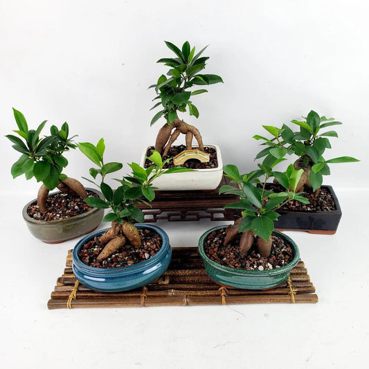 Ginseng Ficus Bonsai Ceramic 6" Pot - Similar Bonsai
