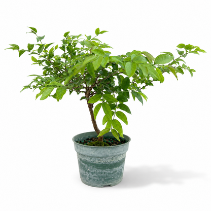 Jaboticaba Live in 4"Pot - Pre-Bonsai