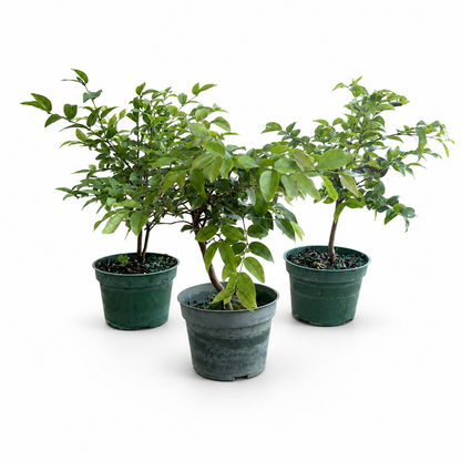 Jaboticaba Live in 4"Pot - Pre-Bonsai