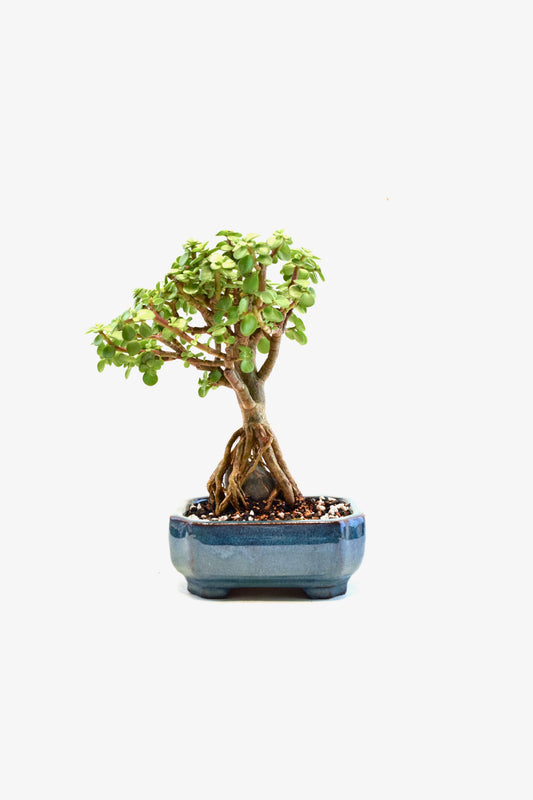 Rare Dwarf Green Jade Ceramic 6" Pot - One of a Kind Bonsai