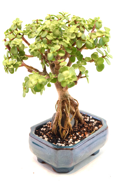 Rare Dwarf Green Jade Ceramic 6" Pot - One of a Kind Bonsai