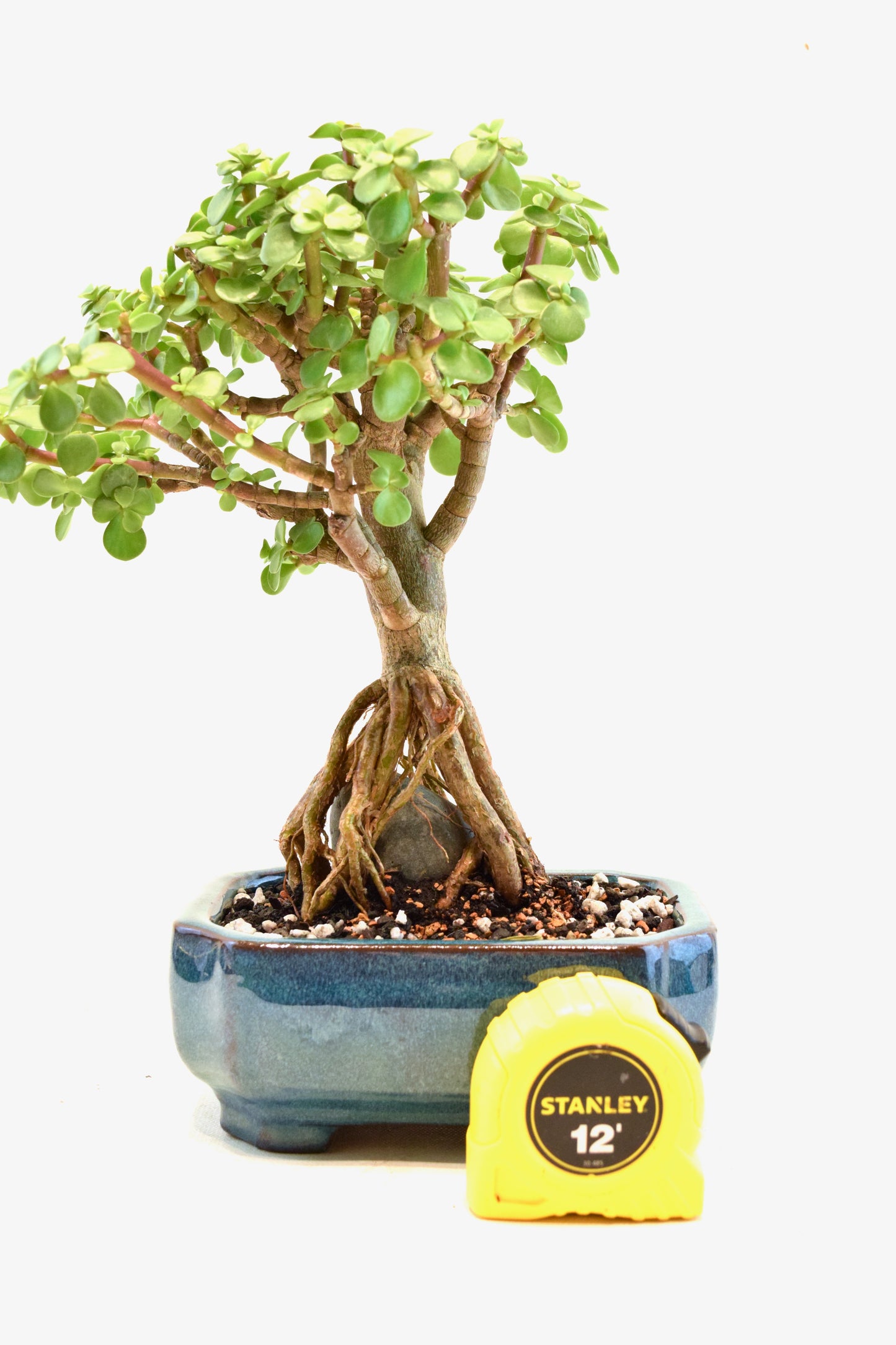 Rare Dwarf Green Jade Ceramic 6" Pot - One of a Kind Bonsai