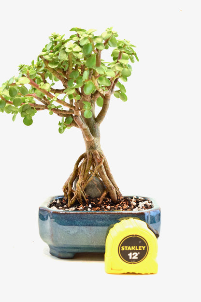 Rare Dwarf Green Jade Ceramic 6" Pot - One of a Kind Bonsai