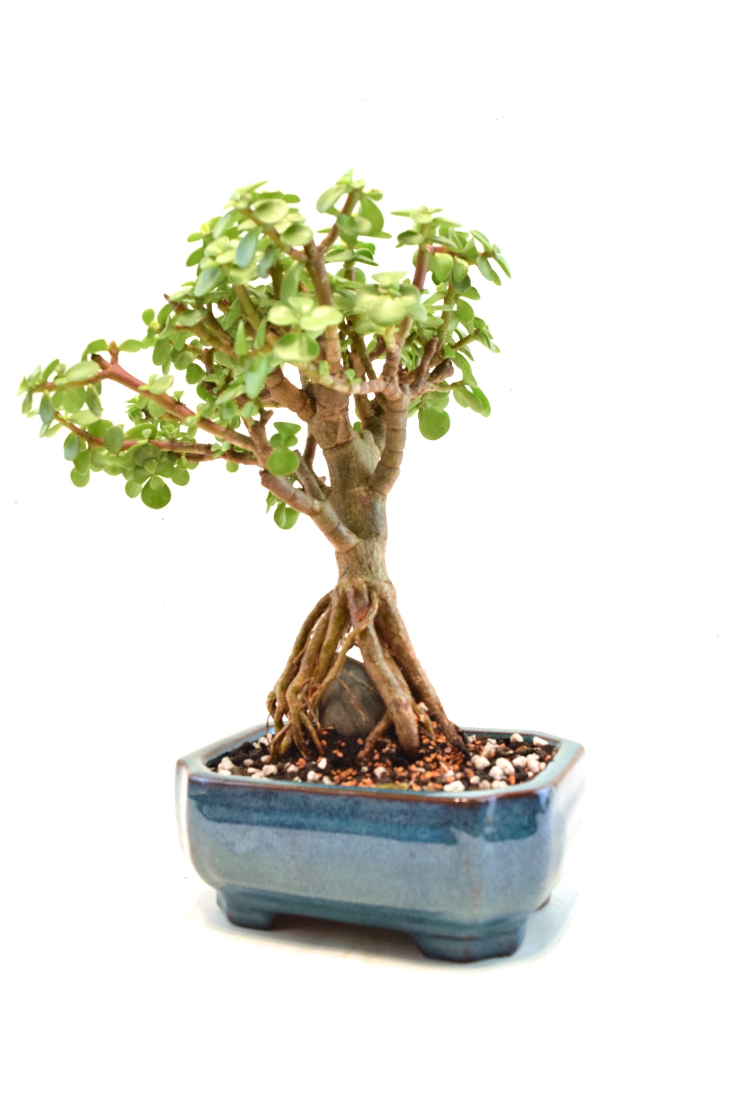 Rare Dwarf Green Jade Ceramic 6" Pot - One of a Kind Bonsai