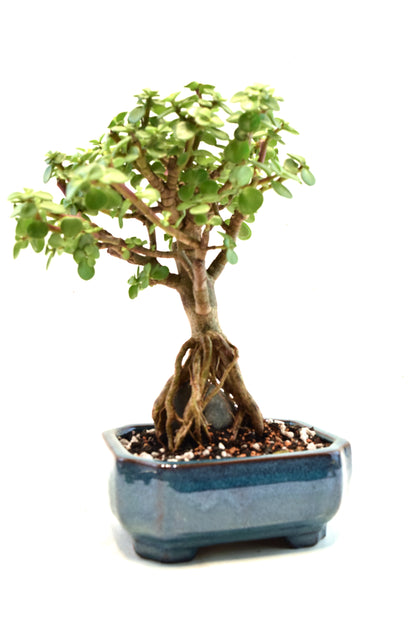 Rare Dwarf Green Jade Ceramic 6" Pot - One of a Kind Bonsai