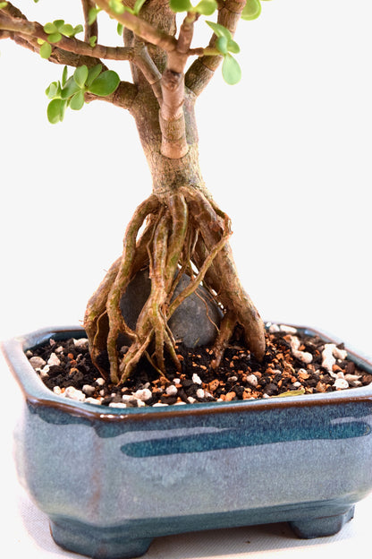 Rare Dwarf Green Jade Ceramic 6" Pot - One of a Kind Bonsai