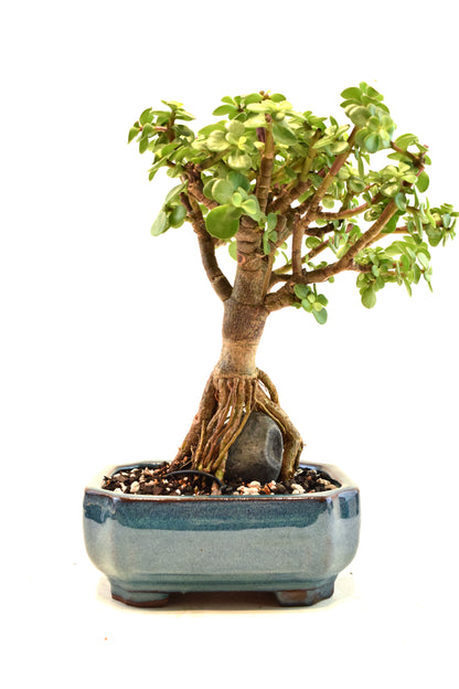 Rare Dwarf Green Jade Ceramic 6" Pot - One of a Kind Bonsai