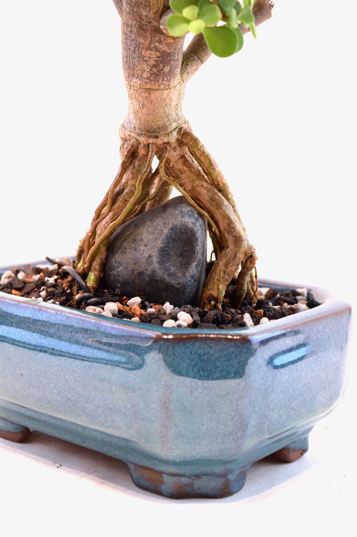 Rare Dwarf Green Jade Ceramic 6" Pot - One of a Kind Bonsai