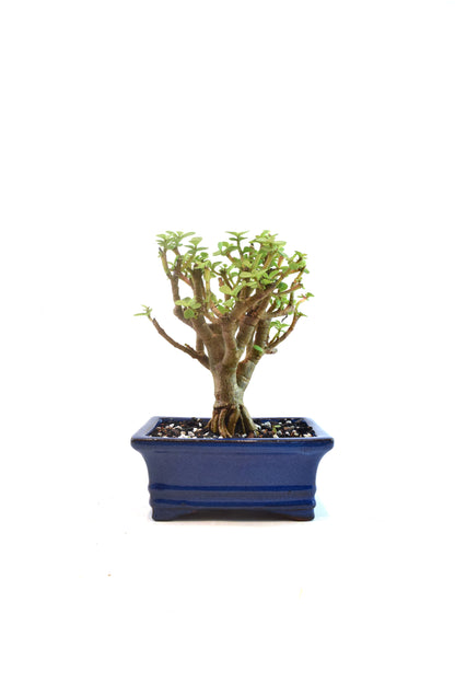 Dwarf Green Jade Dwarf Exposed Root Ceramic 6" Pot - One of a Kind Bonsai