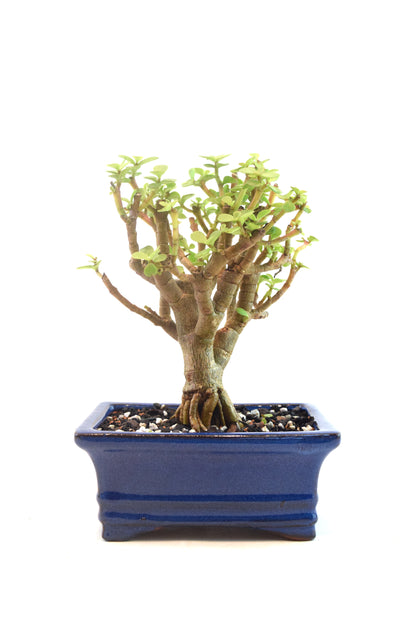 Dwarf Green Jade Dwarf Exposed Root Ceramic 6" Pot - One of a Kind Bonsai
