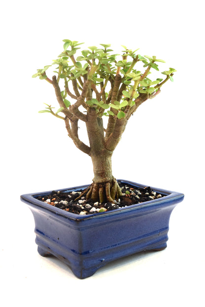 Dwarf Green Jade Dwarf Exposed Root Ceramic 6" Pot - One of a Kind Bonsai