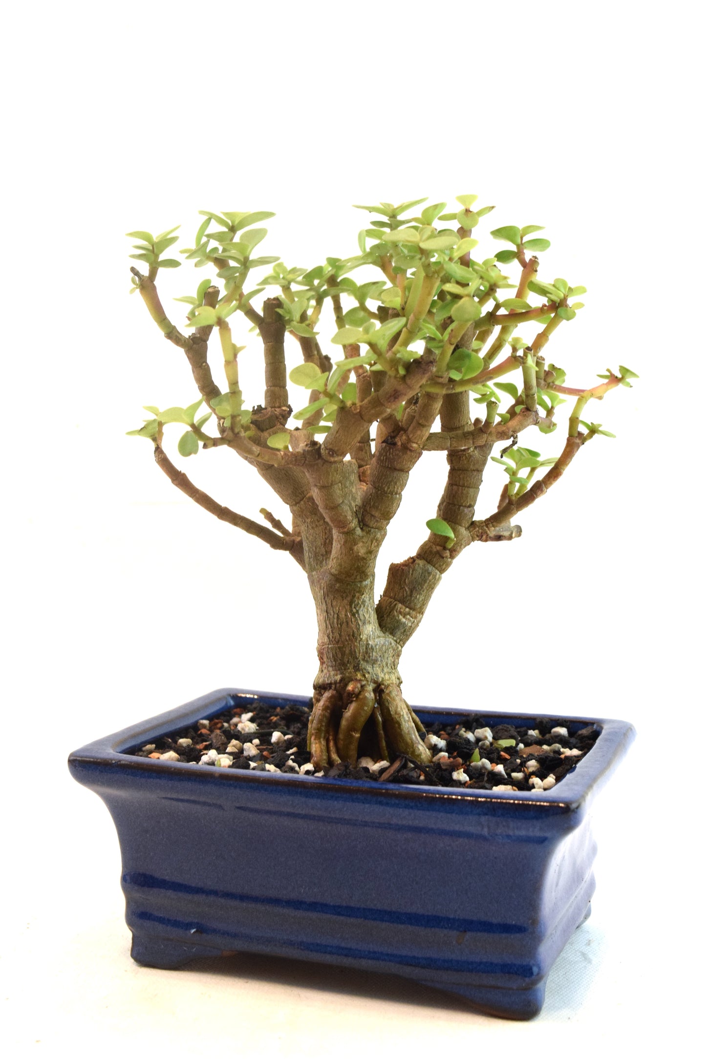 Dwarf Green Jade Dwarf Exposed Root Ceramic 6" Pot - One of a Kind Bonsai