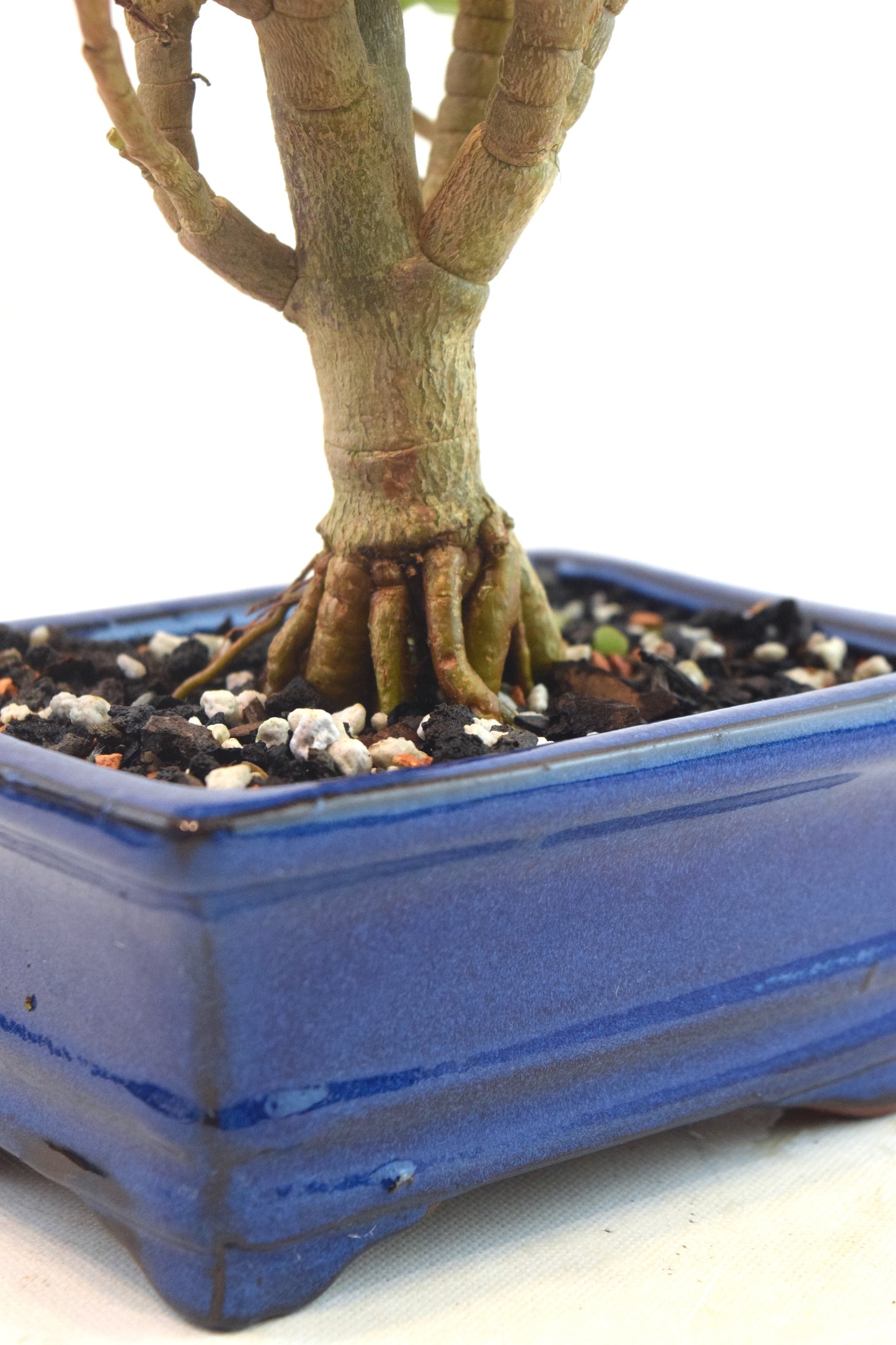 Dwarf Green Jade Dwarf Exposed Root Ceramic 6" Pot - One of a Kind Bonsai