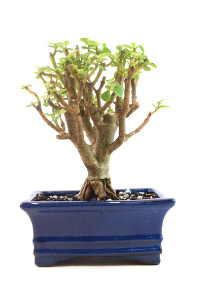 Dwarf Green Jade Dwarf Exposed Root Ceramic 6" Pot - One of a Kind Bonsai
