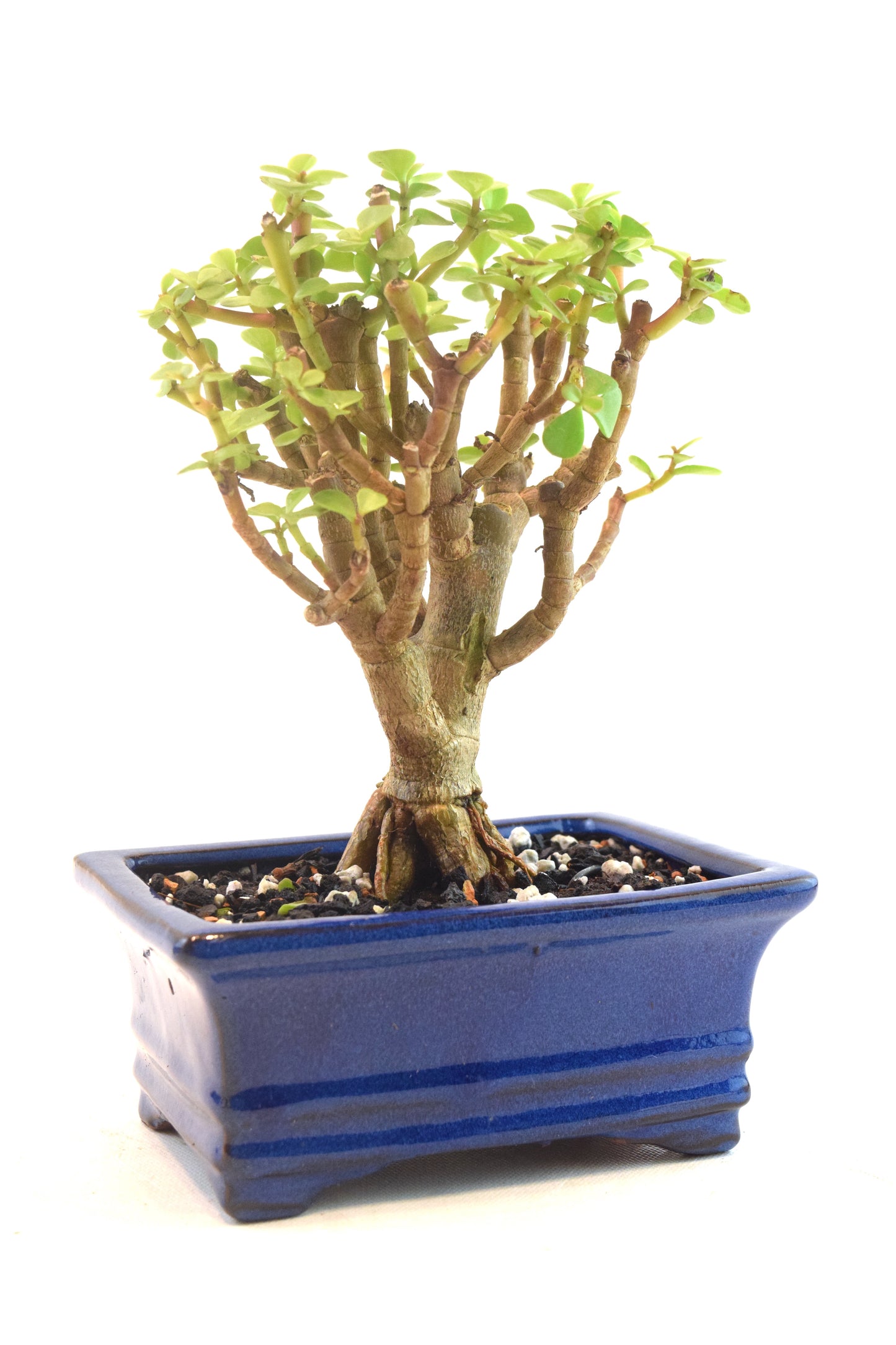 Dwarf Green Jade Dwarf Exposed Root Ceramic 6" Pot - One of a Kind Bonsai