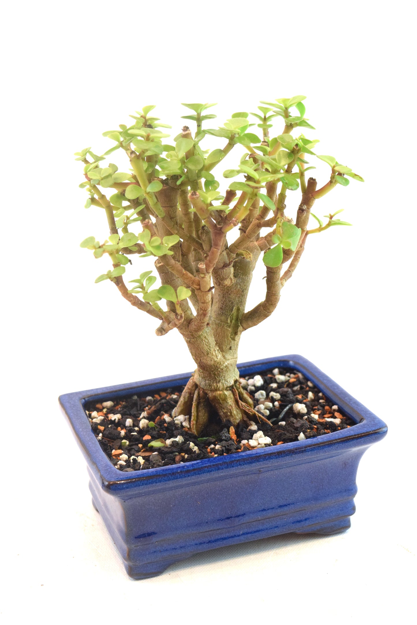 Dwarf Green Jade Dwarf Exposed Root Ceramic 6" Pot - One of a Kind Bonsai
