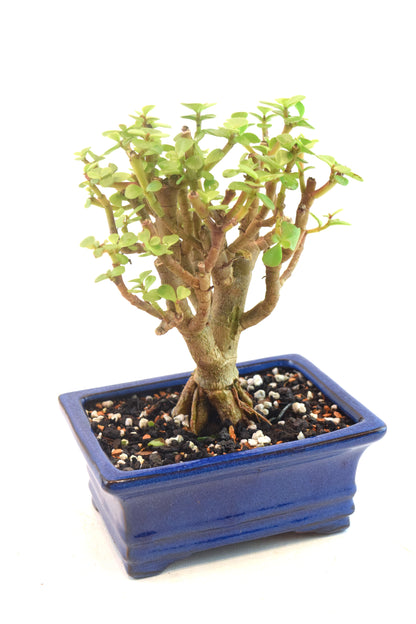 Dwarf Green Jade Dwarf Exposed Root Ceramic 6" Pot - One of a Kind Bonsai