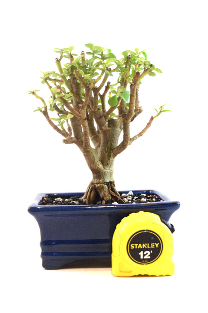 Dwarf Green Jade Dwarf Exposed Root Ceramic 6" Pot - One of a Kind Bonsai