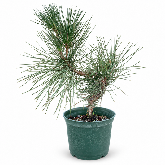 Japanese Black Pine in 6" Pot - Pre Bonsai