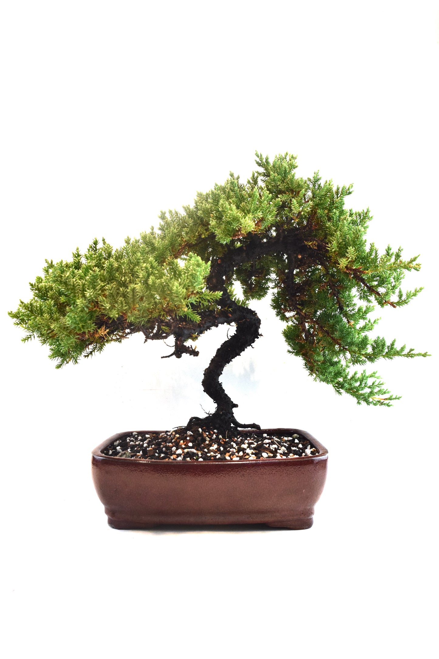 Juniper Live Bonsai Ceramic 10" Pot - One of a Kind Bonsai