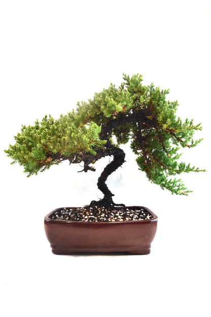 Juniper Live Bonsai Ceramic 10" Pot - One of a Kind Bonsai