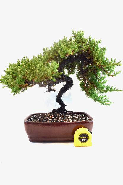 Juniper Live Bonsai Ceramic 10" Pot - One of a Kind Bonsai