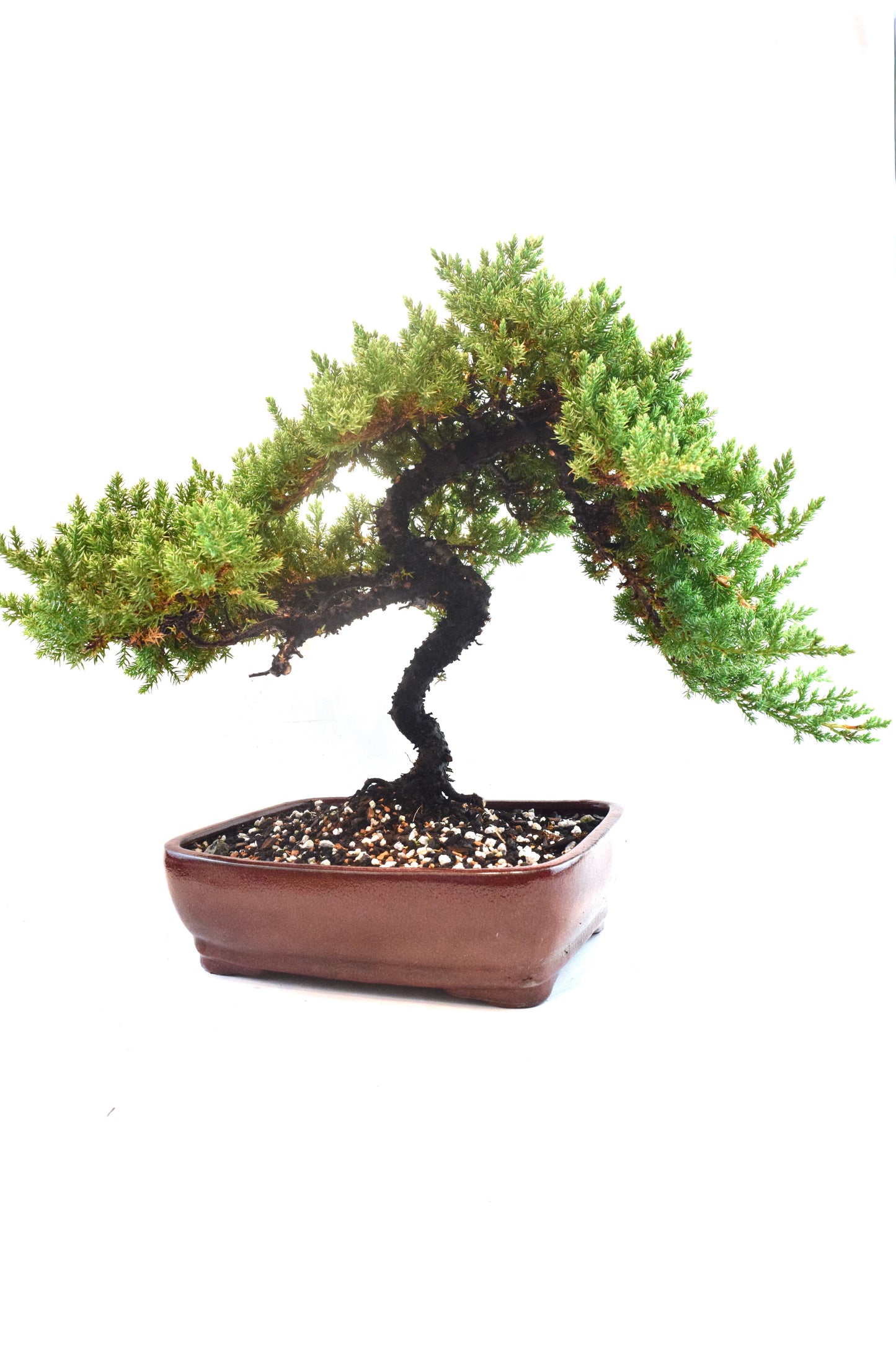 Juniper Live Bonsai Ceramic 10" Pot - One of a Kind Bonsai