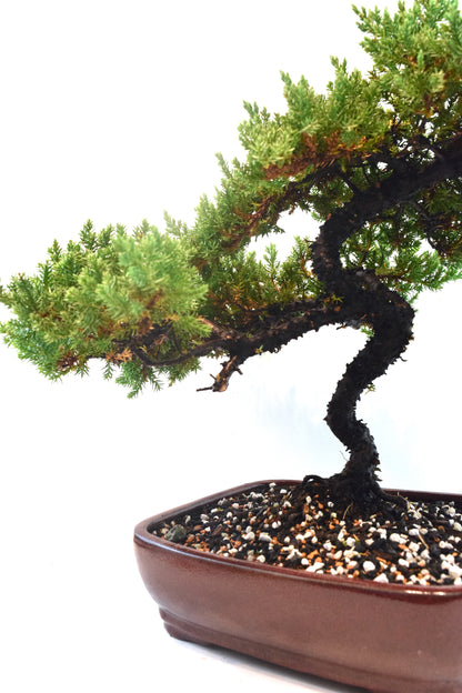 Juniper Live Bonsai Ceramic 10" Pot - One of a Kind Bonsai