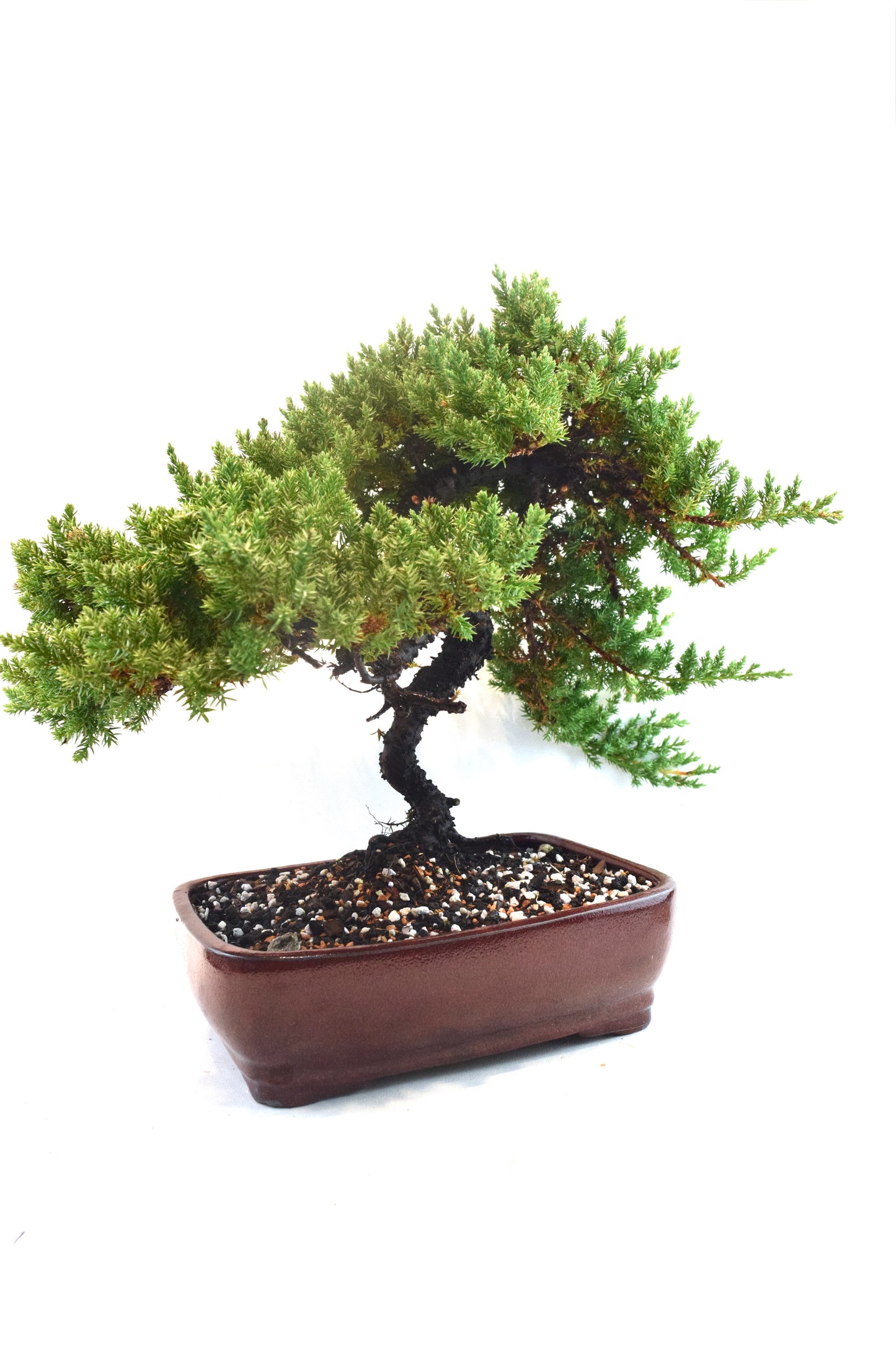 Juniper Live Bonsai Ceramic 10" Pot - One of a Kind Bonsai