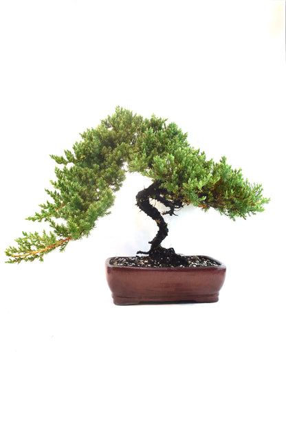 Juniper Live Bonsai Ceramic 10" Pot - One of a Kind Bonsai