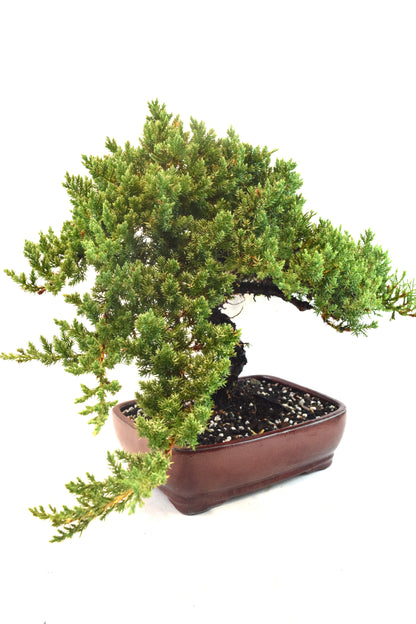 Juniper Live Bonsai Ceramic 10" Pot - One of a Kind Bonsai