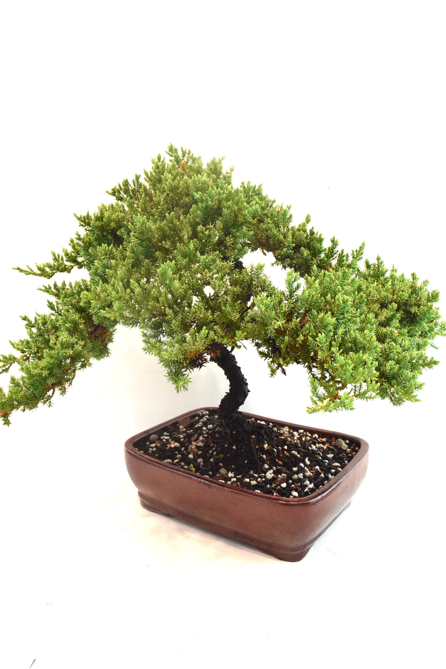 Juniper Live Bonsai Ceramic 10" Pot - One of a Kind Bonsai