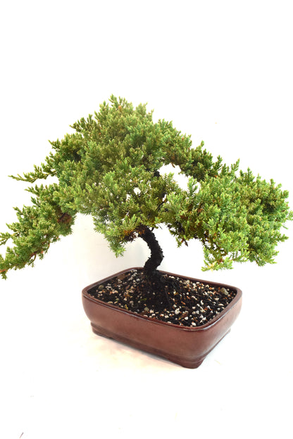 Juniper Live Bonsai Ceramic 10" Pot - One of a Kind Bonsai