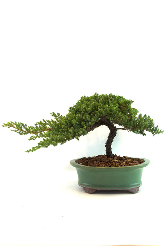 Juniper Live Bonsai Black Ceramic 10" Pot - One of a Kind Bonsai