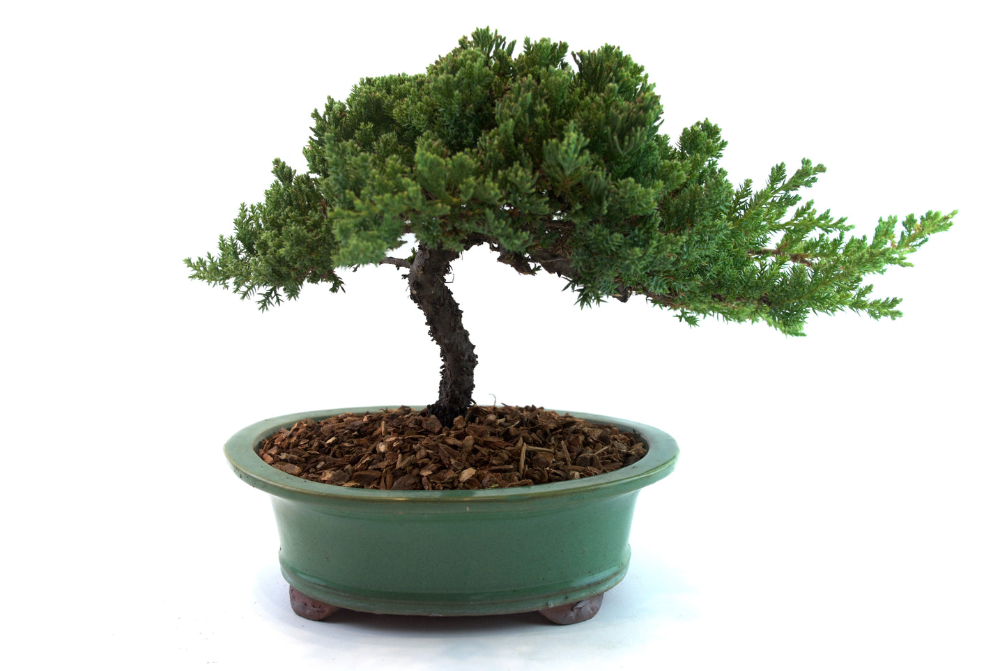 Juniper Live Bonsai Black Ceramic 10" Pot - One of a Kind Bonsai