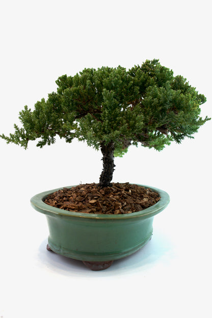 Juniper Live Bonsai Black Ceramic 10" Pot - One of a Kind Bonsai