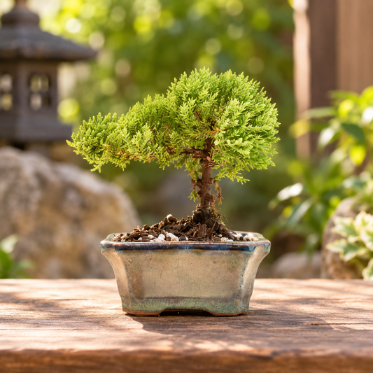 Juniper Live Bonsai Ceramic 4" Pot - Similar Bonsai