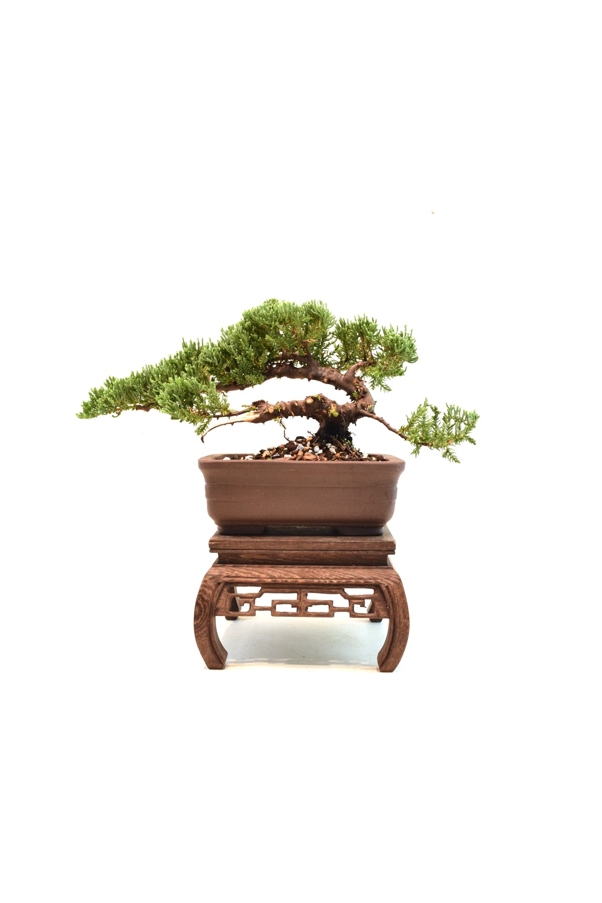 Juniper Live Bonsai 6" Pot - One of a Kind Bonsai
