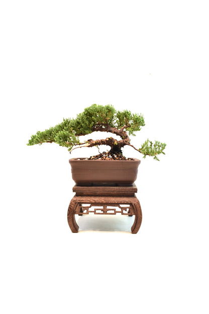 Juniper Live Bonsai 6" Pot - One of a Kind Bonsai