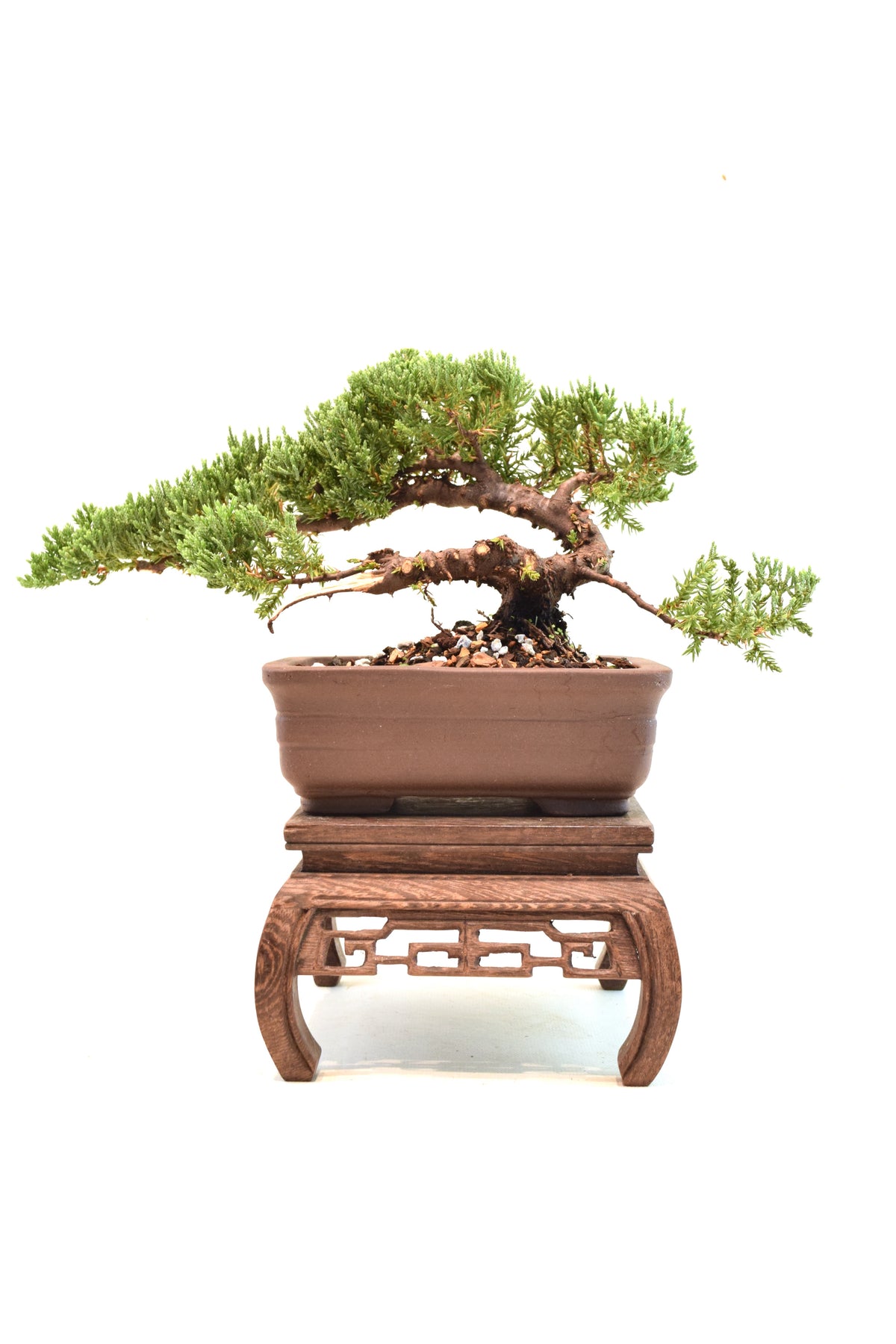 Juniper Live Bonsai 6" Pot - One of a Kind Bonsai