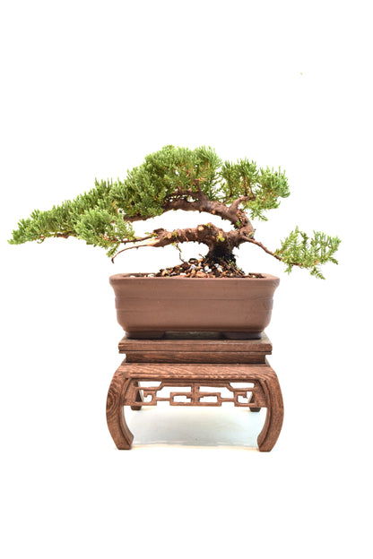 Juniper Live Bonsai 6" Pot - One of a Kind Bonsai