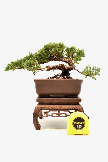 Juniper Live Bonsai 6" Pot - One of a Kind Bonsai