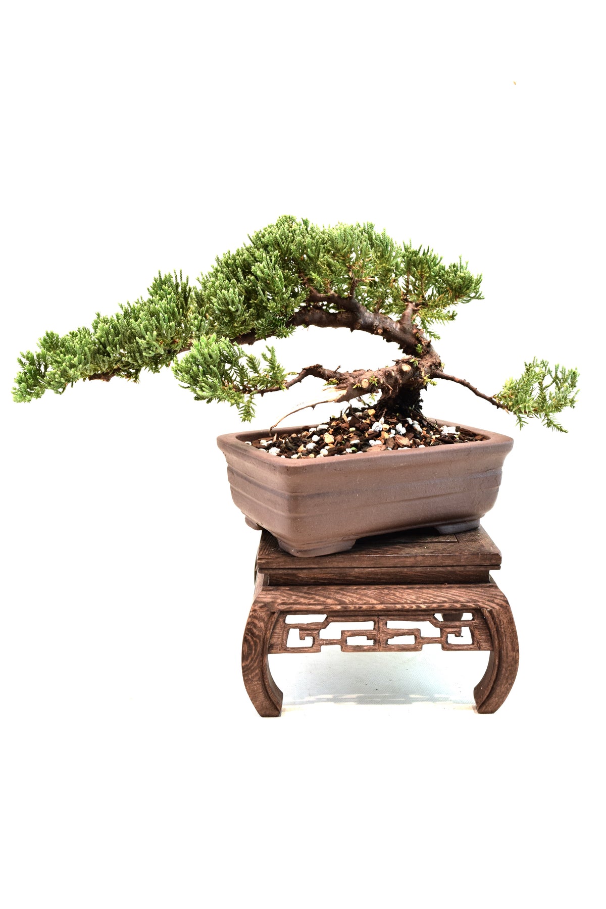 Juniper Live Bonsai 6" Pot - One of a Kind Bonsai
