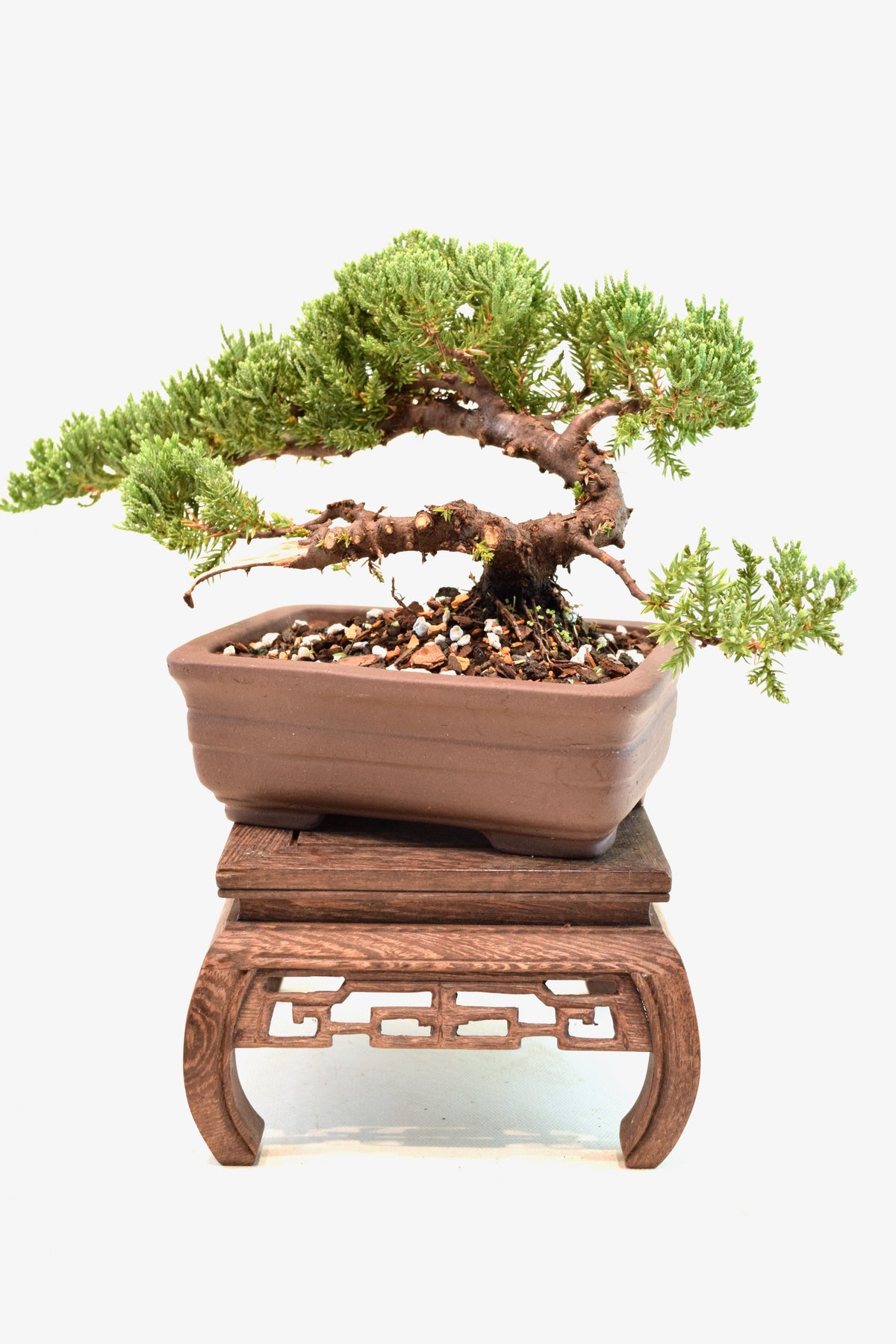 Juniper Live Bonsai 6" Pot - One of a Kind Bonsai