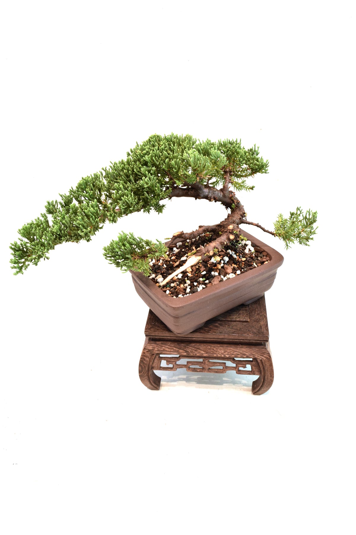 Juniper Live Bonsai 6" Pot - One of a Kind Bonsai