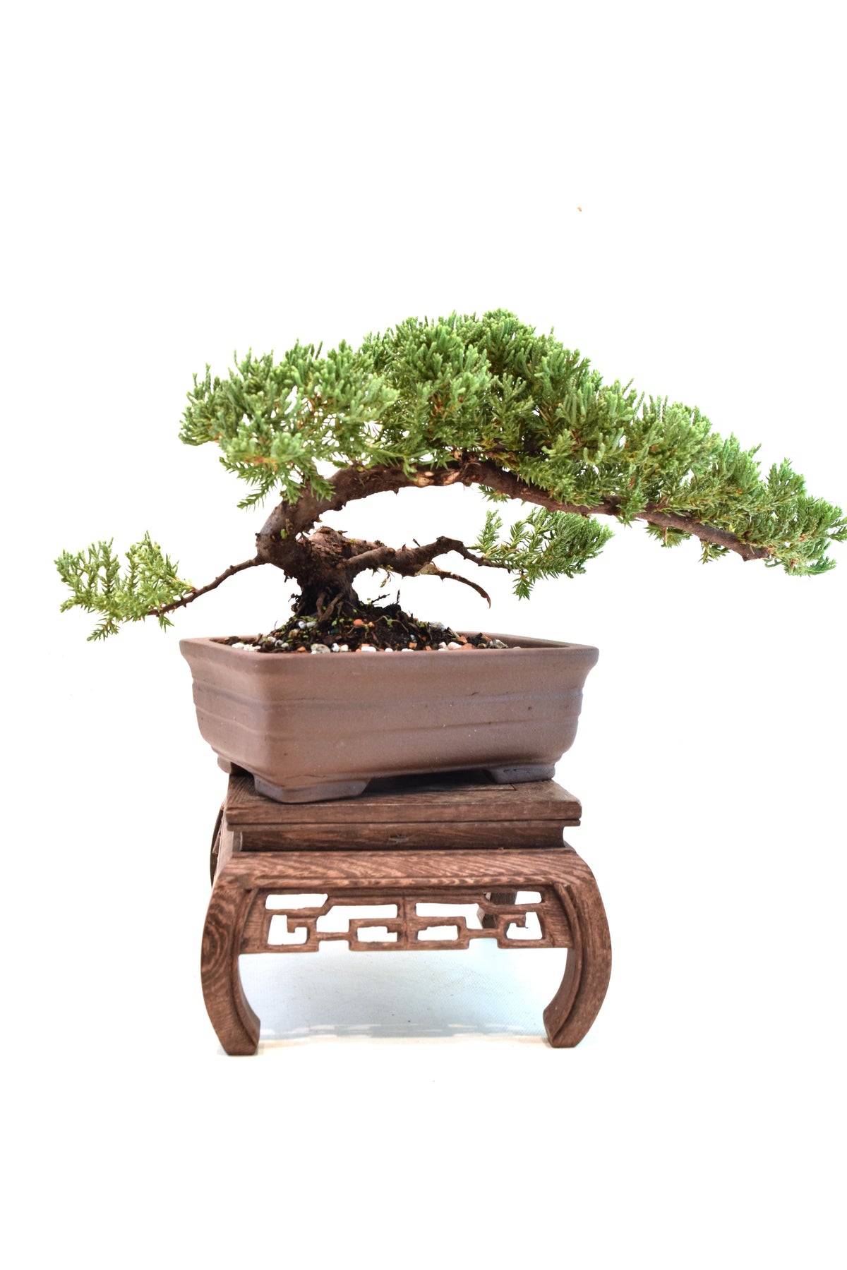 Juniper Live Bonsai 6" Pot - One of a Kind Bonsai